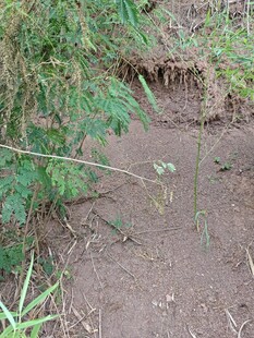 野外绿植与泥土场景