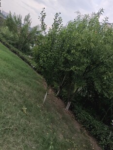 绿意盎然的户外树木景观