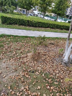 秋日树下落叶景致