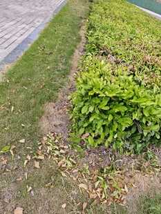路边翠绿繁茂的绿植景观