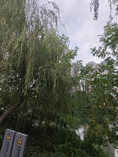 湖畔垂柳景致