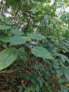 茂密绿叶植物景观