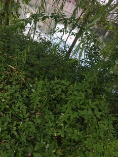 繁茂绿植间的自然景致