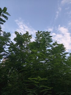 绿树蓝天间的自然景致