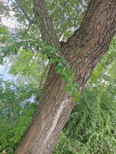 粗壮树干与繁茂绿叶