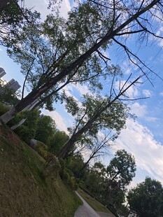 蓝天白云下的林间小路