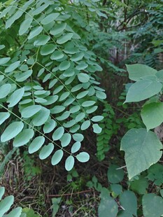 茂密绿植中的羽状叶片