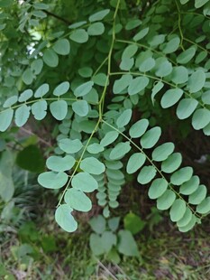羽状复叶植物特写