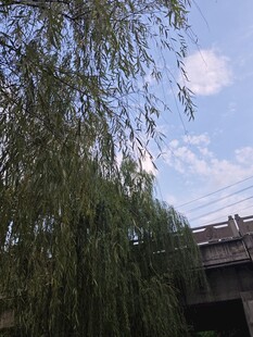 垂柳下的桥景