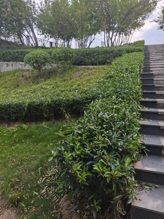 园林石阶旁绿植景观