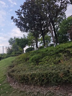 户外绿意盎然的自然景致