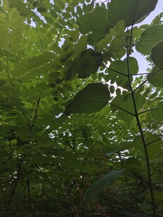茂密绿叶下的自然景致