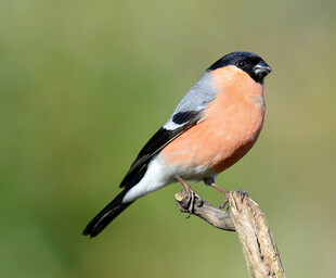 栖息枝头的色彩斑斓小鸟
