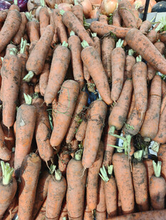 新鲜胡萝卜堆成诱人景象