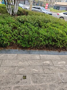 城市街边绿植与砖石路面