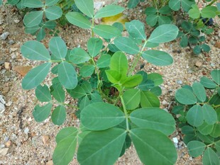 花生植株