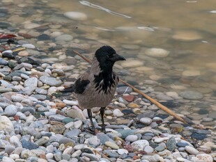 岸边碎石上的黑色小鸟