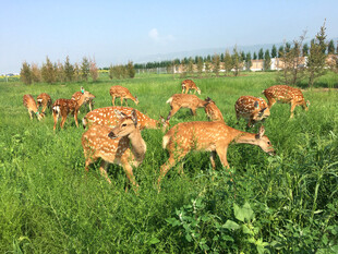 草原上奔跑的鹿群