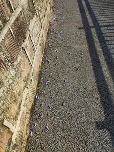 墙边地面的光影与花瓣