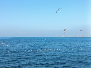 碧海蓝天海鸥翱翔
