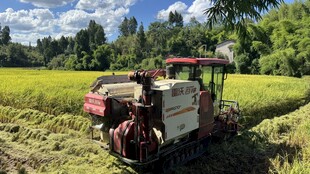 稻田中的农机作业场景