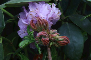 杜鹃花  