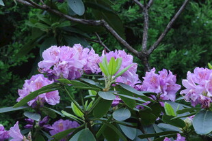 杜鹃花  
