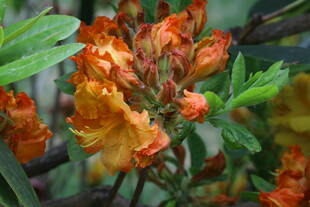 杜鹃花 