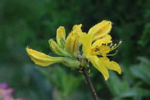 杜鹃花 