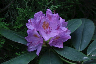 杜鹃花 
