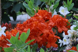 杜鹃花 