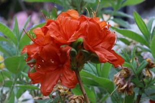 杜鹃花  