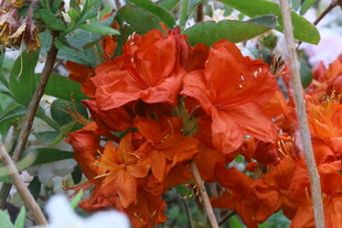 杜鹃花  