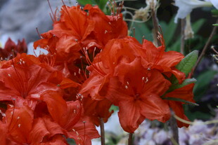 杜鹃花  