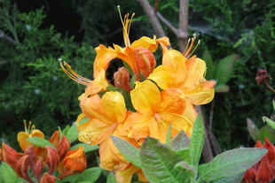 杜鹃花  