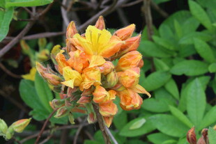 杜鹃花 