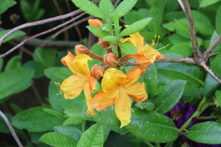 杜鹃花  