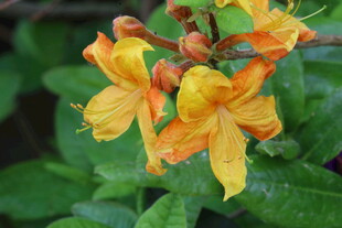 杜鹃花 