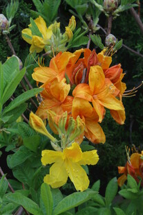 杜鹃花 