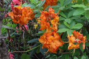 杜鹃花 
