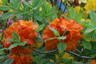 杜鹃花 