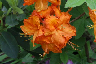 杜鹃花 