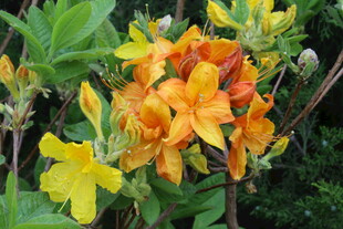 杜鹃花 