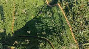 俯瞰绿色田野景观