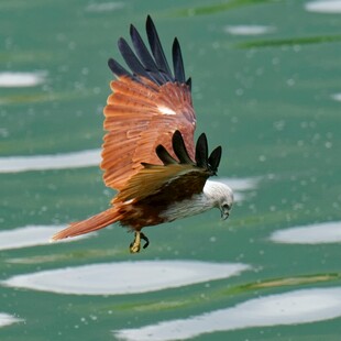 红鹰水面展翅捕食瞬间