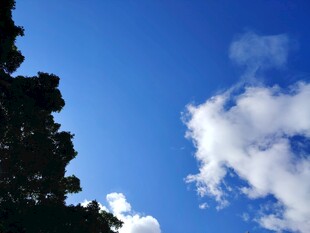 蓝天绿树间的白云