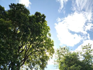 蓝天绿树间的清新景致