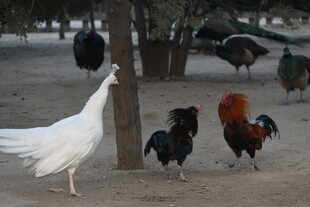 庭院中漫步的多彩鸡群