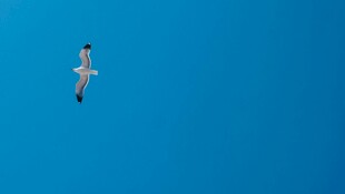 蓝天中翱翔的飞鸟