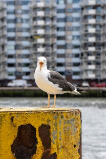 海鸥立于黄墩眺望城市